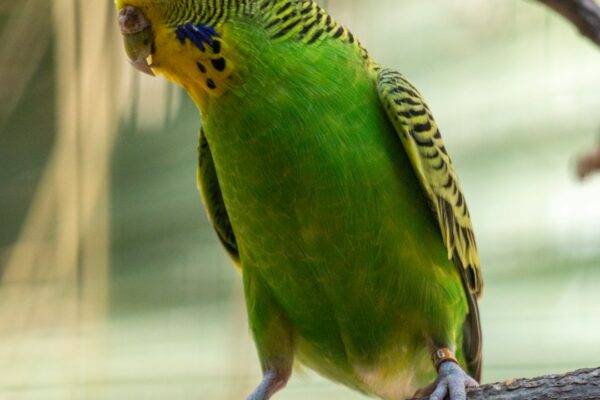 Macaw Papağanı: Renkli ve Zeki Dostlarınız Hakkında Bilgiler