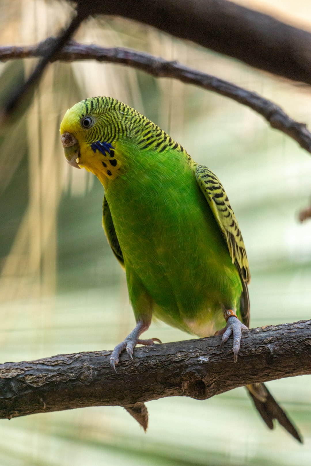 Macaw Papağanı: Renkli ve Zeki Dostlarınız Hakkında Bilgiler