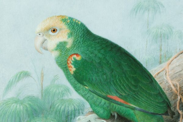 Muhabbet Kuşları ve Doğal Yetişme Ortamları