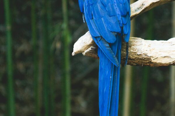 Muhabbet Kuşları ve Sosyal Davranışları Arasındaki İlişki