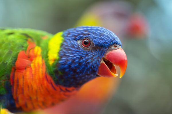 Muhabbet Kuşlarının Sağlıklı Yumurtlama Süreci