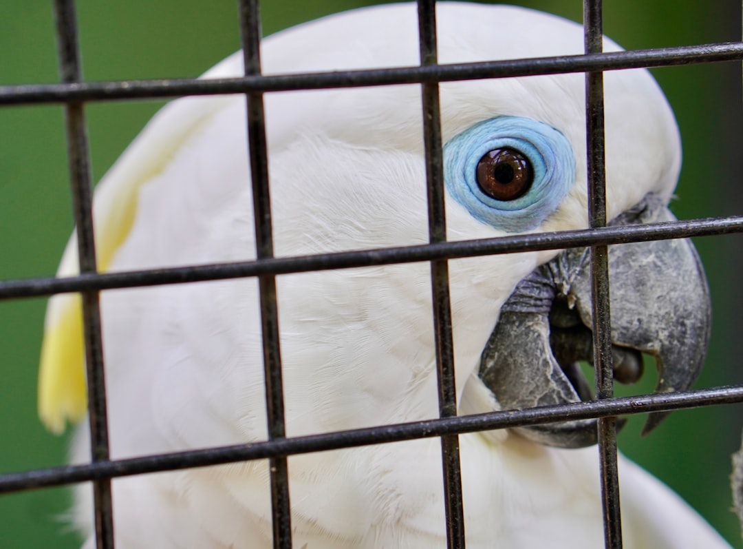 Muhabbet Kuşu Ne Yer