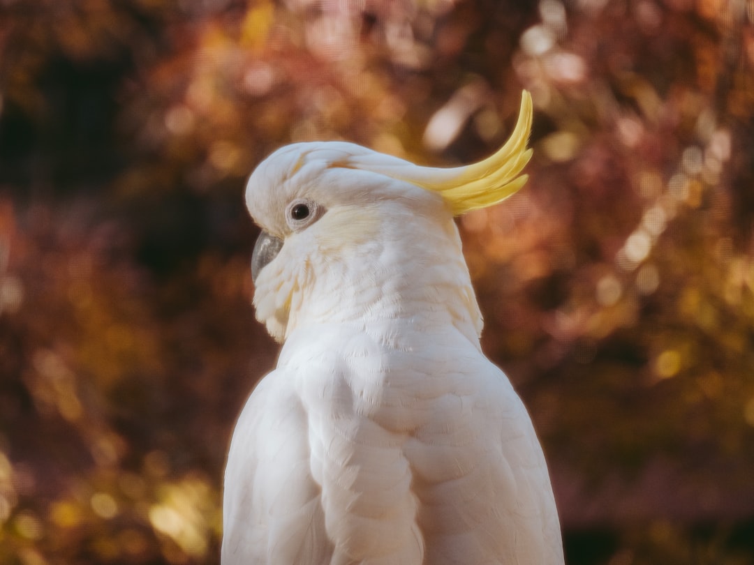 Muhabbet Kuşu Ne Yer