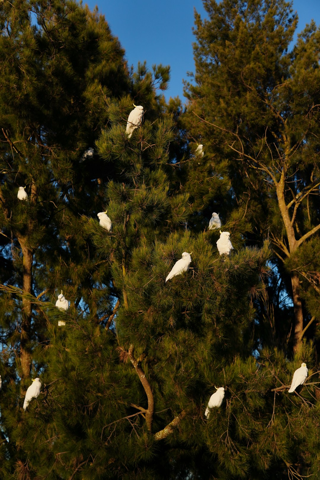Muhabbet Kuşu Ne Yer? Sağlıklı Beslenme ve Püf Noktaları