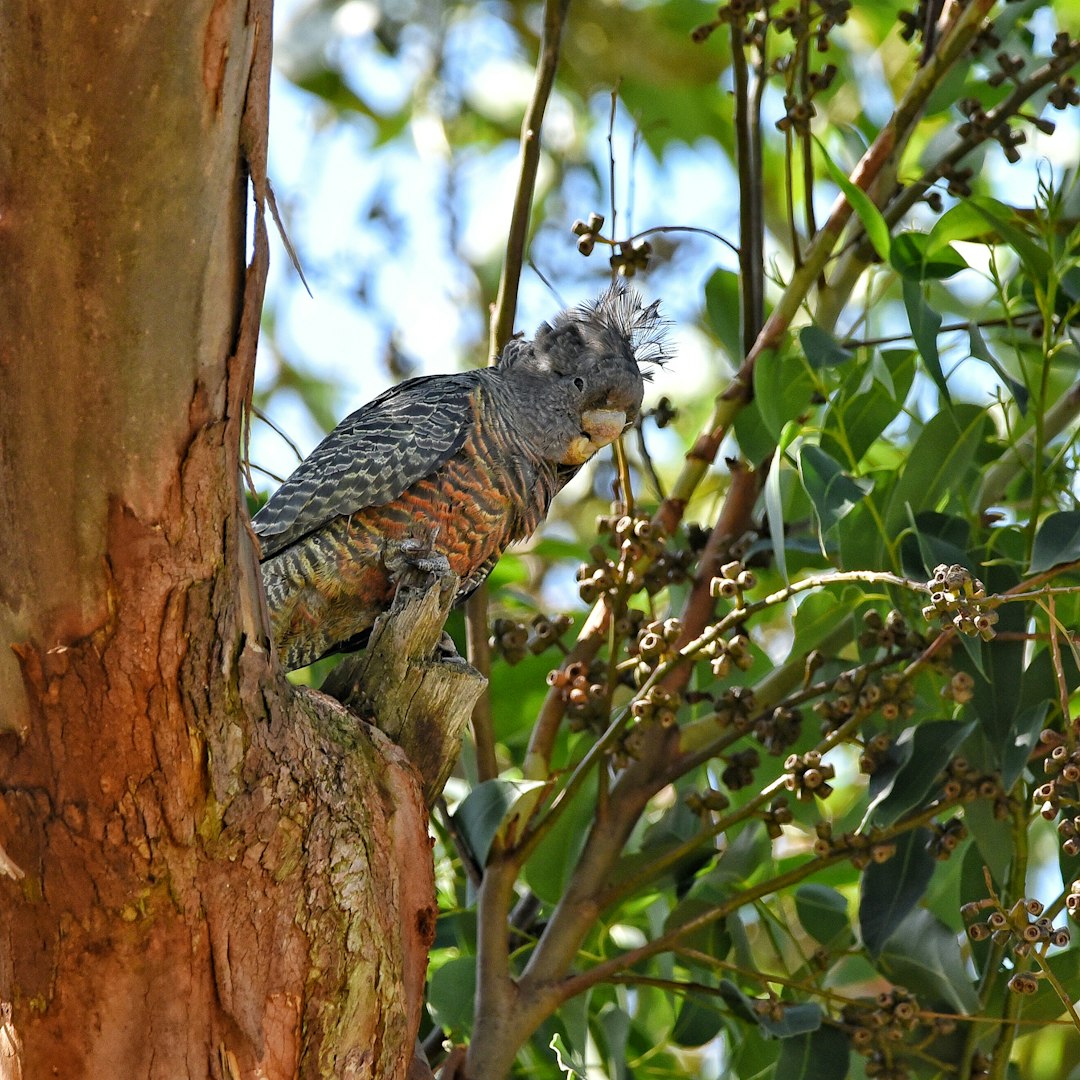 Muhabbet Kuşu Neden Uçamaz? Olası Nedenler ve Çözüm Önerileri