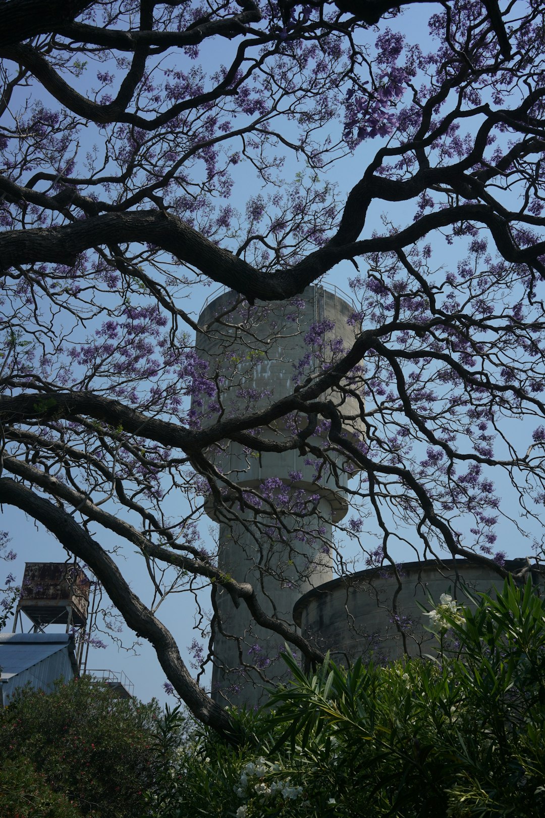 muhabbet kuşum uçamıyor düşüyor muhabbet kuşum uçamıyor düşüyor