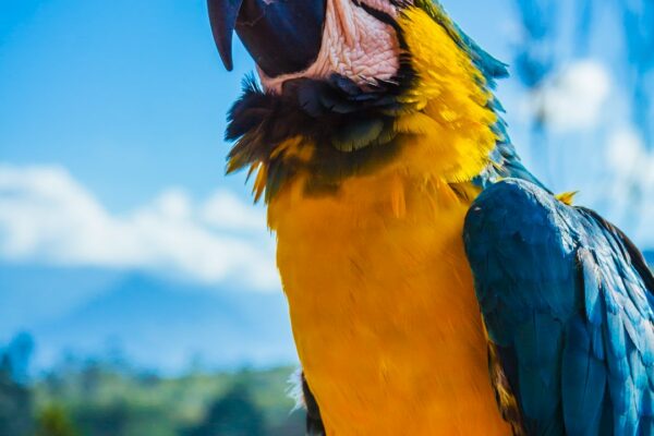 Saçlı Muhabbet Kuşu: Bakım ve Beslenme İpuçları