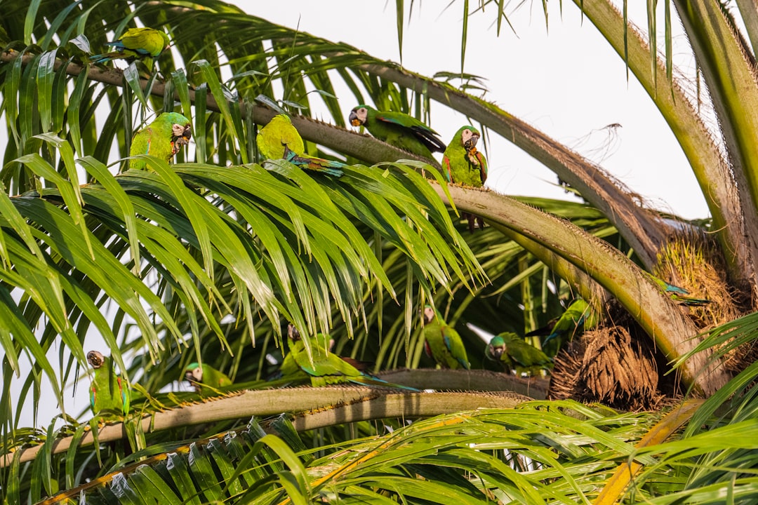sultan papağanı yumurtası kaç günde çıkar sultan papağanı yumurtası kaç günde çıkar