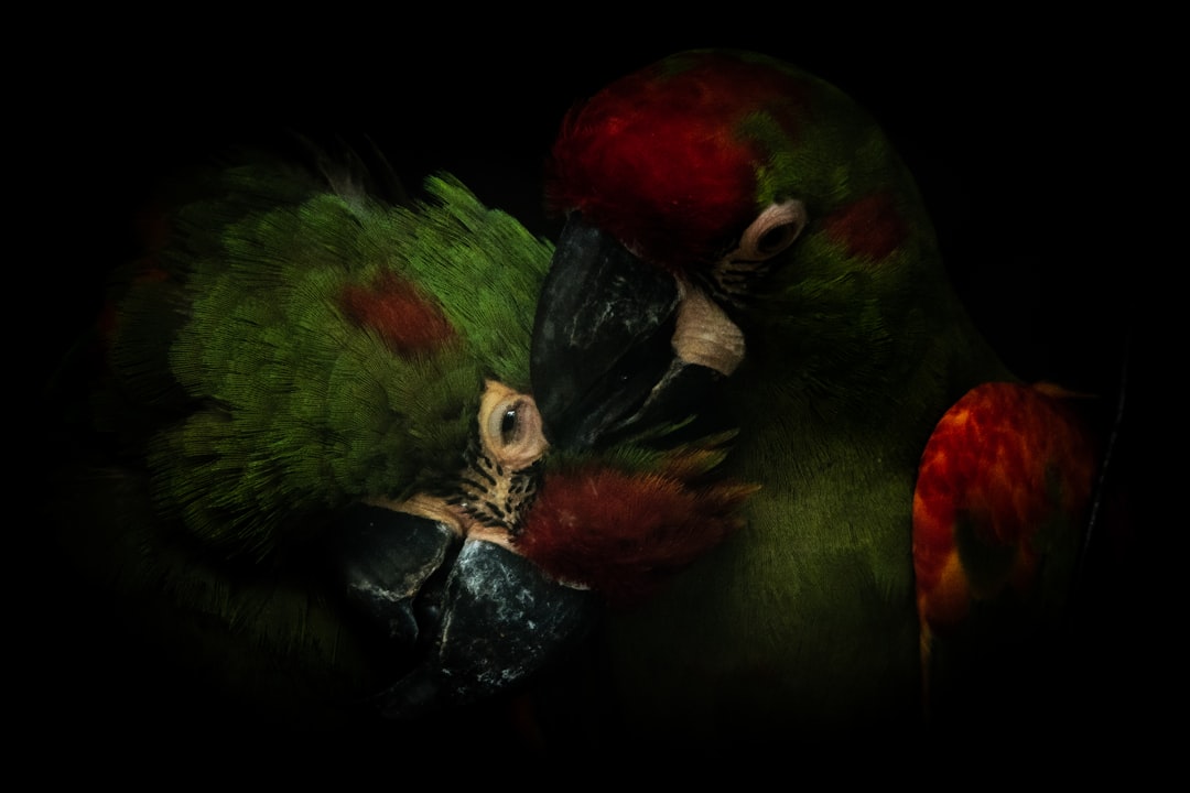 Sultan Papağanı Yumurtası Kaç Günde Çıkar? Üreme Süreci ve İpuçları