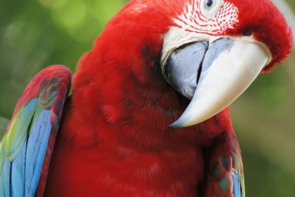 Tepeli Muhabbet Kuşu: Farklı ve İlginç Bir Tür