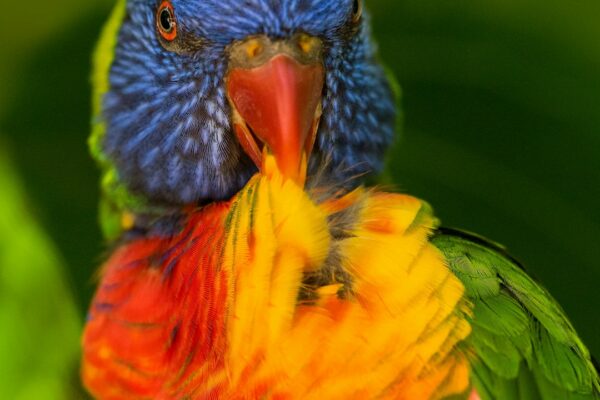 Yavru Kuşların Gelişimi ve Beslenmesi