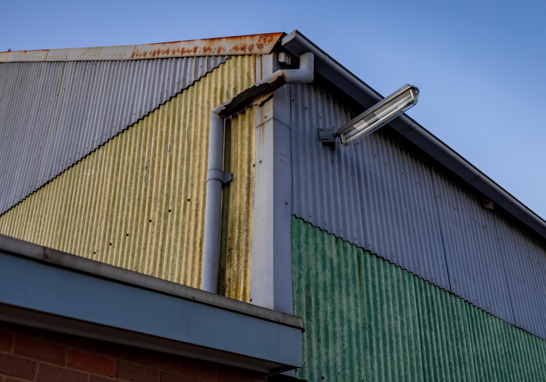 Yeşil Muhabbet Kuşu Yeşil Muhabbet Kuşu