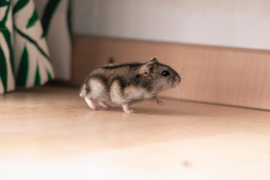 hamster yavrusu bakımı hamster yavrusu bakımı