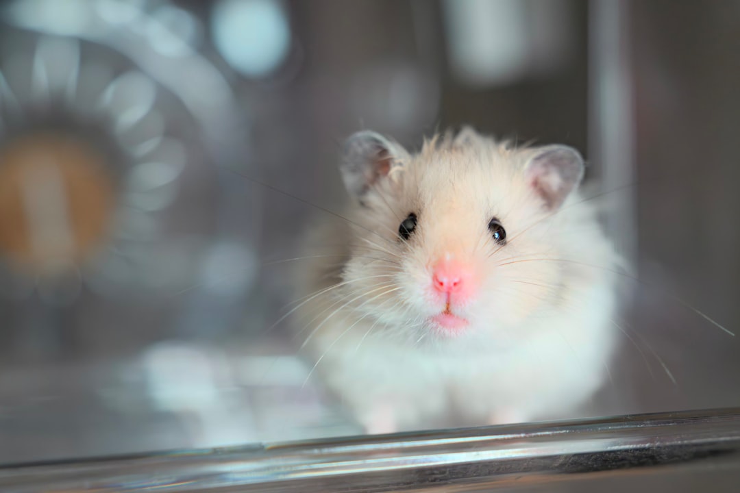 hamster yavrusu bakımı hamster yavrusu bakımı