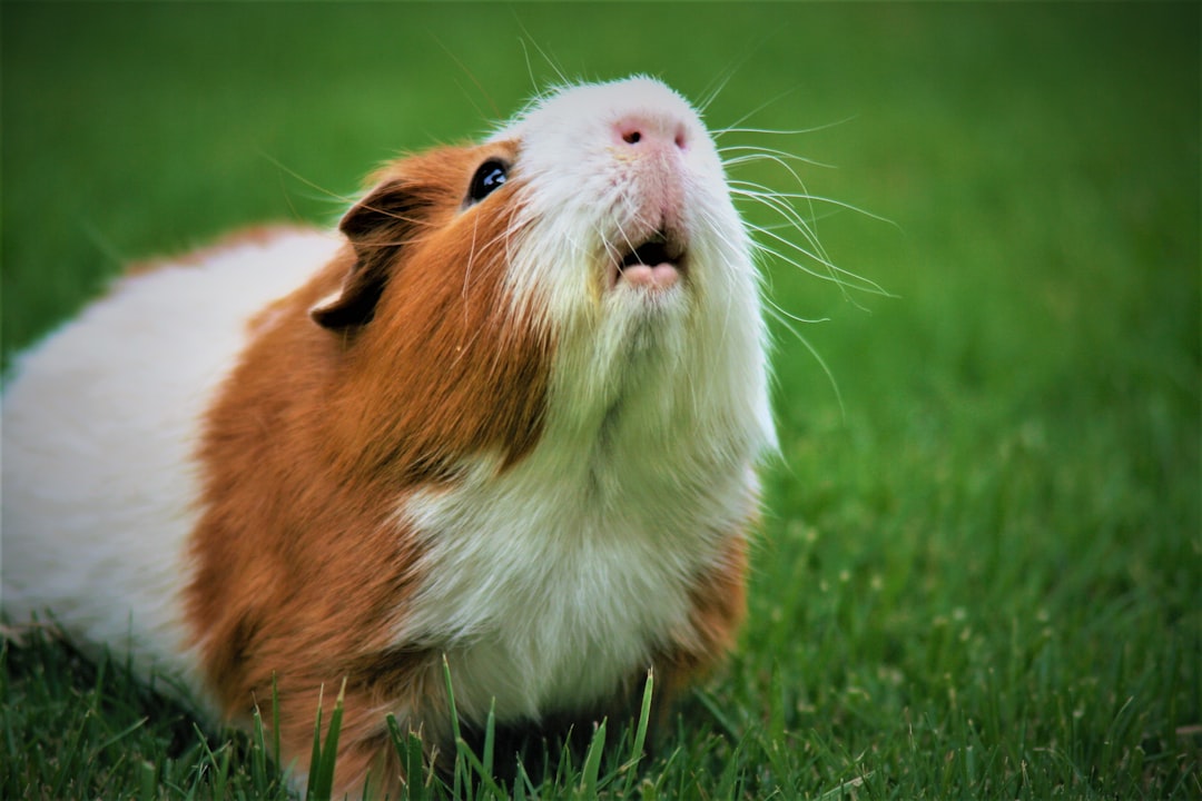 hamster yavrusu bakımı hamster yavrusu bakımı