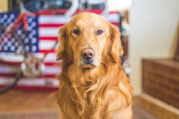 Kakapo Köpek: Nadir Bir Cins Hakkında Bilmeniz Gerekenler