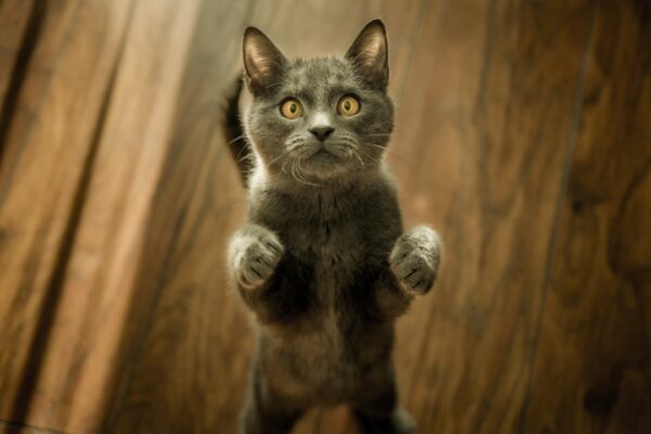 Kedi Çiftleşmesi: Doğal Süreç ve Dikkat Edilmesi Gerekenler