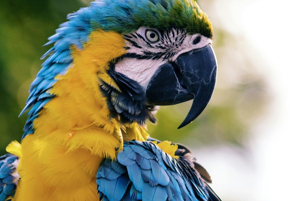 Macaw Papağanı: Renkli ve Akıllı Dostunuz Hakkında Bilmeniz Gerekenler Macaw Papağanı: Renkli ve Akıllı Dostunuz Hakkında Bilmeniz Gerekenler