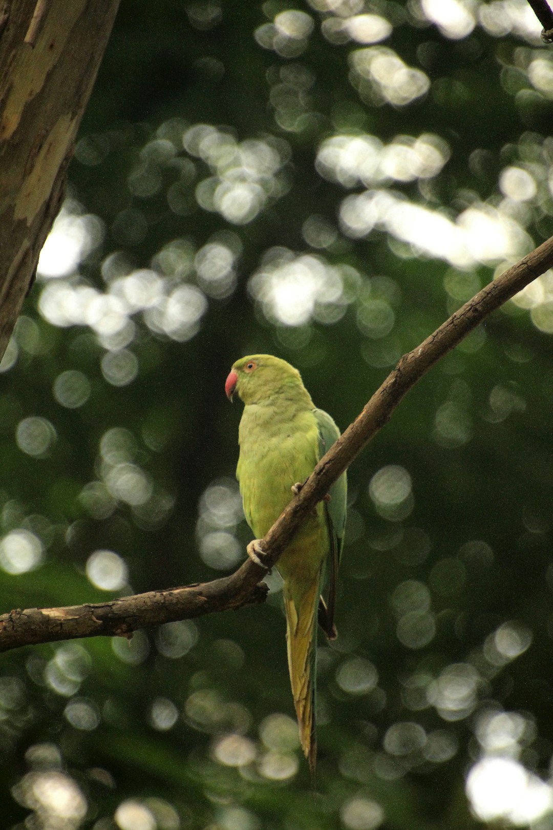 muhabbet kuşu nasıl uyur