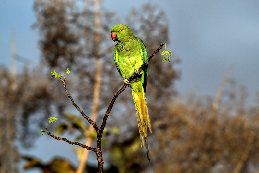 muhabbet kuşu ne zaman çiftleşir