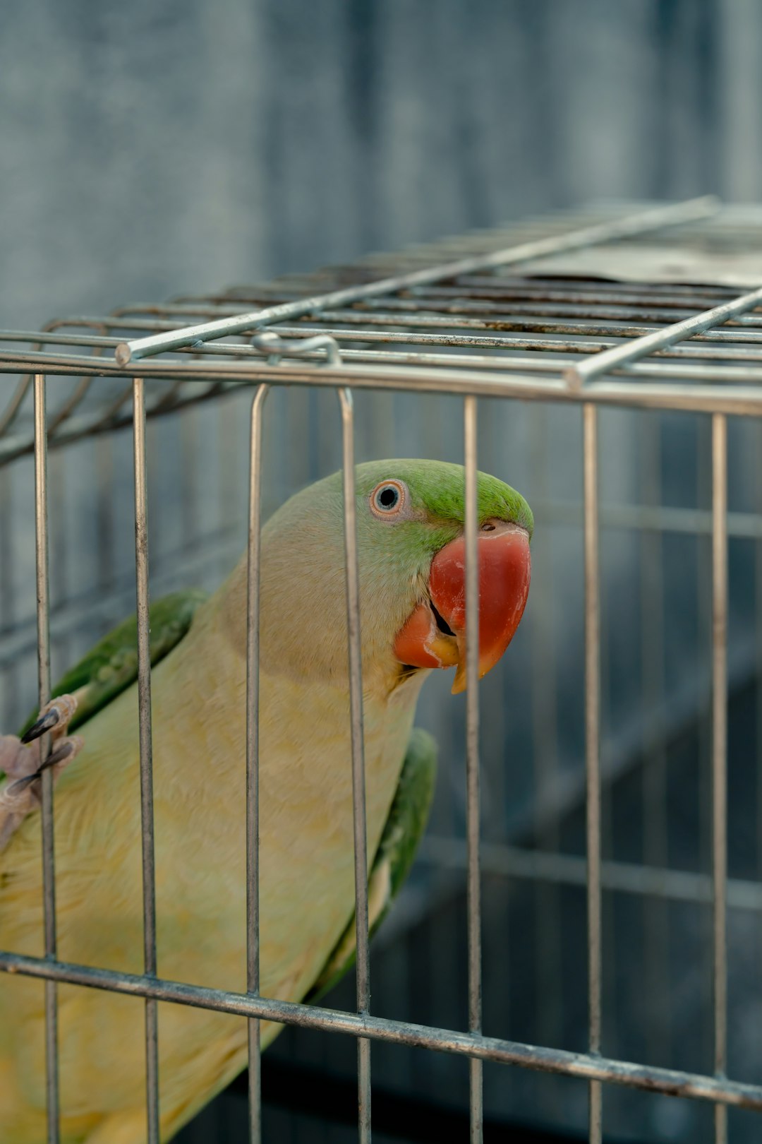 Muhabbet Kuşu Ne Zaman Çiftleşir?: Üreme Dönemi Hakkında Bilgi