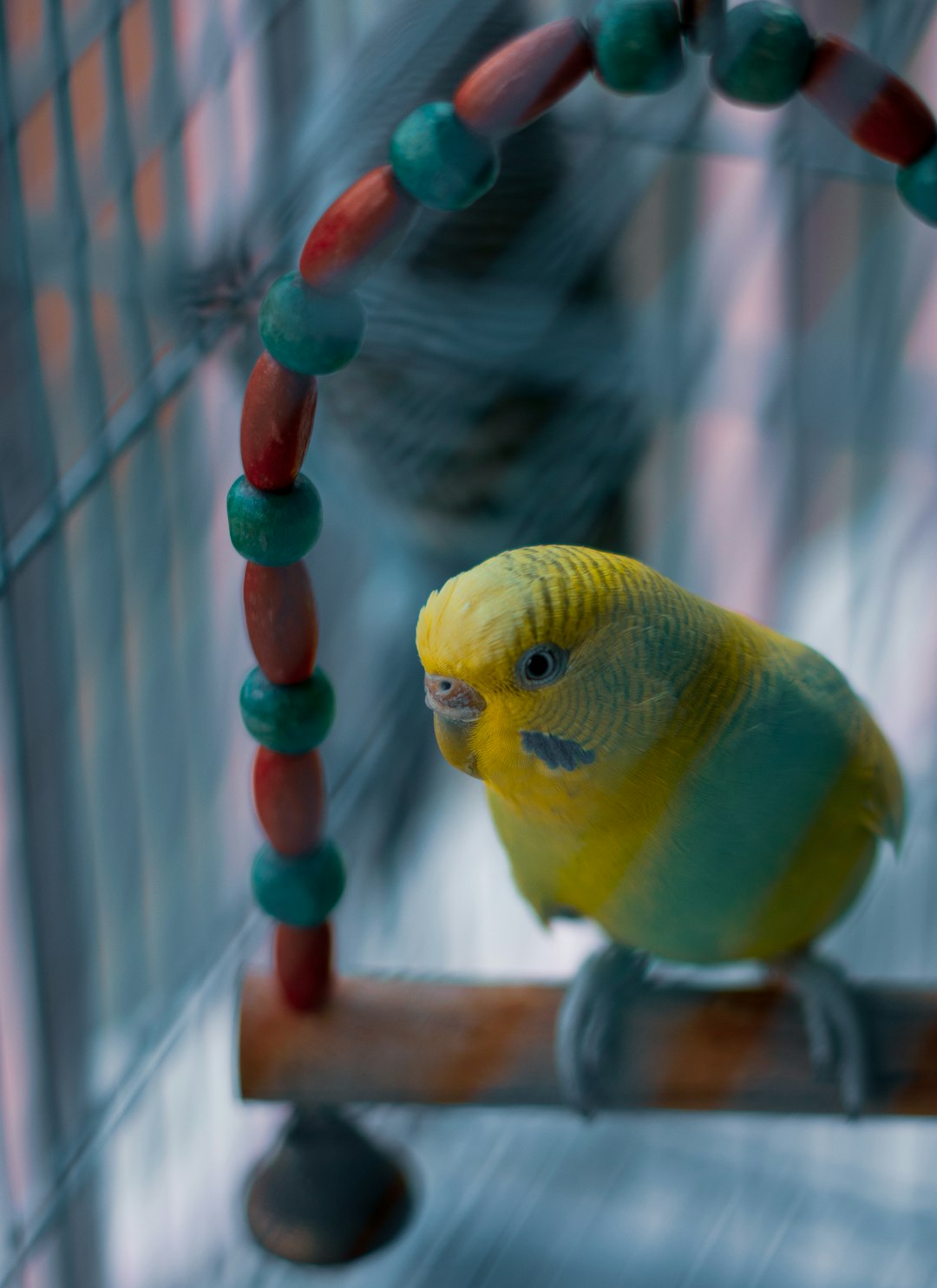 muhabbet kuşu neden kaşınır